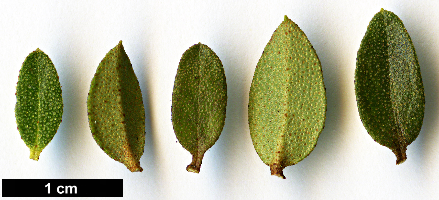 High resolution image: Family: Ericaceae - Genus: Rhododendron - Taxon: nitidulum - SpeciesSub: var. omeiense